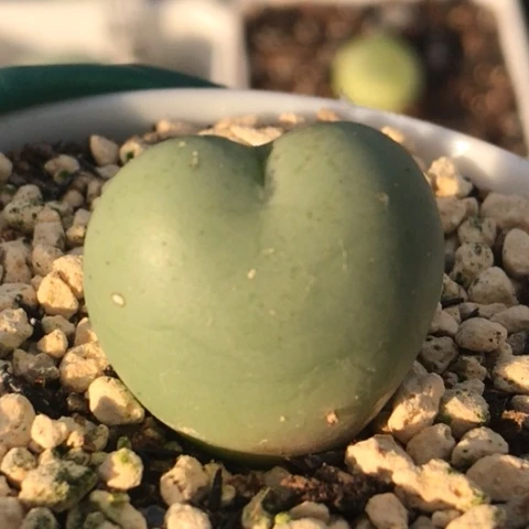 多肉肉锥 爱心小拳拳