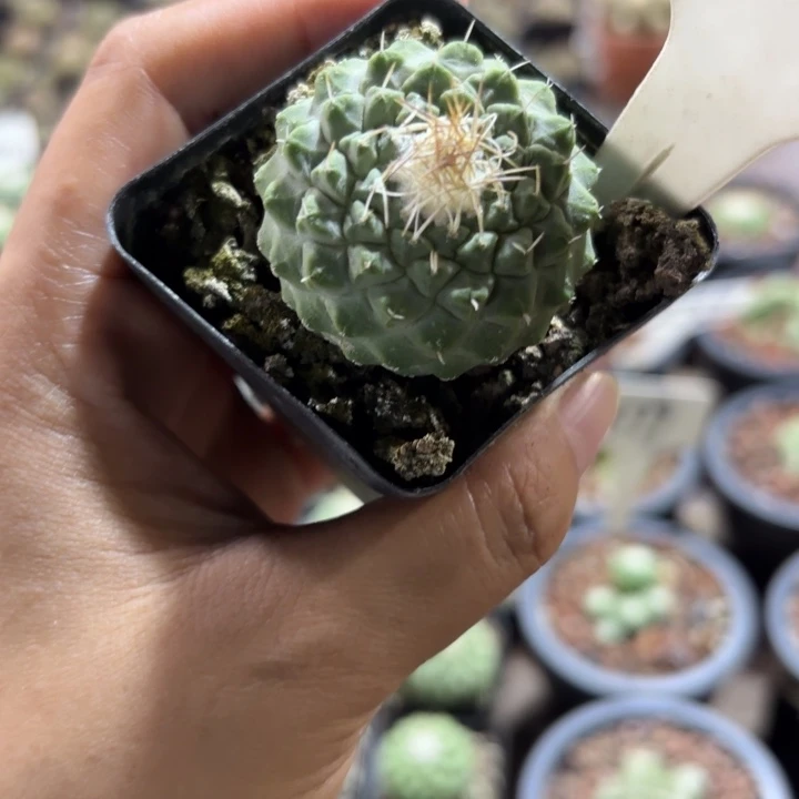 8009实生菊水好养皮实