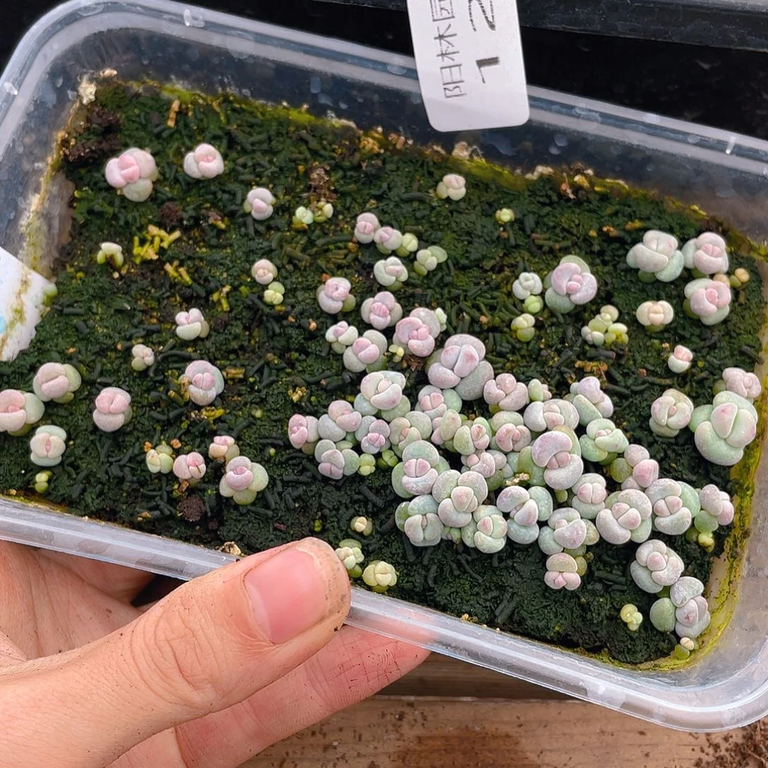 多肉植物多肉植物124