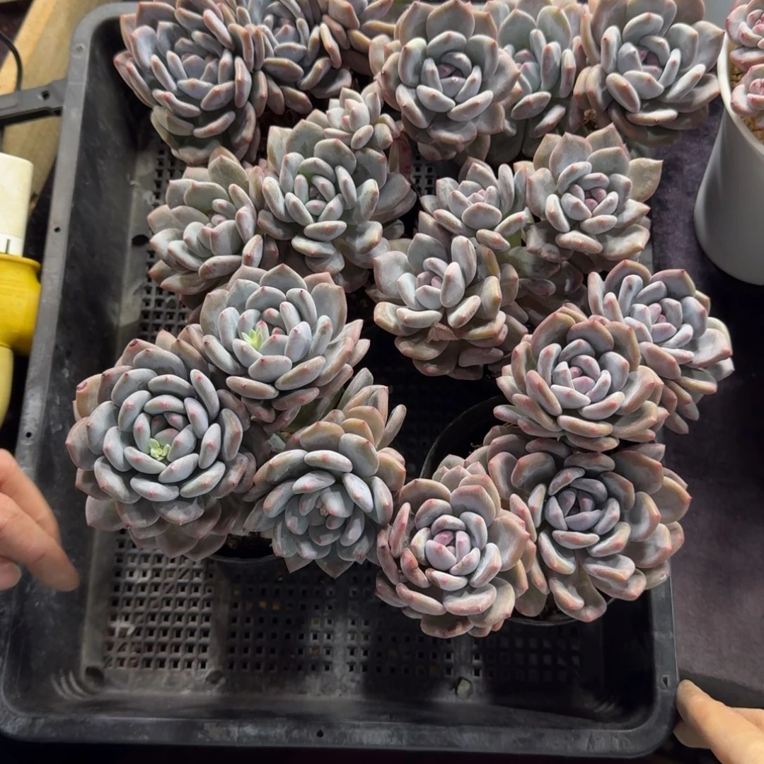 香橙6颗带盆发一物一拍91