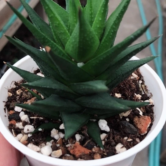 松挲掌硬叶脱盆发货