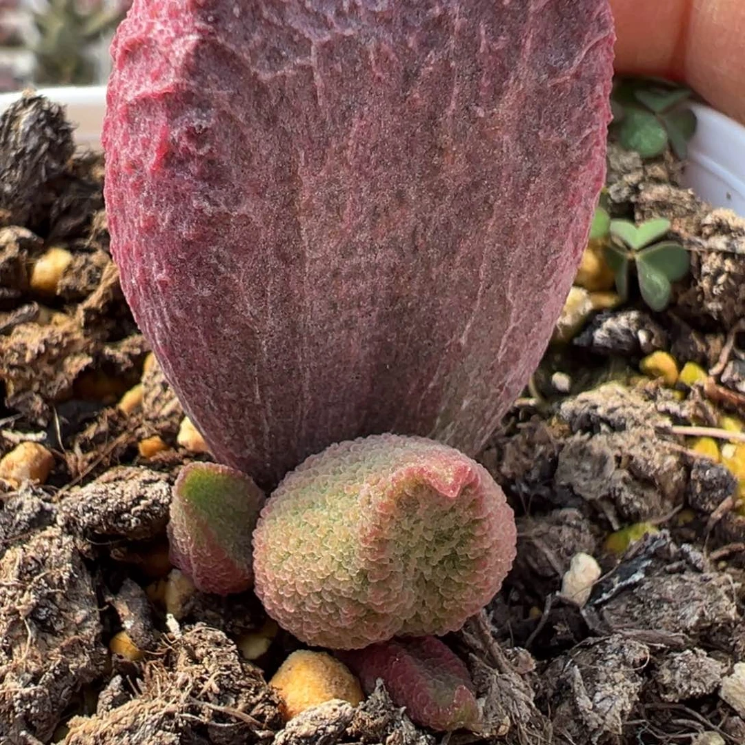 实生新品多肉植物水泡