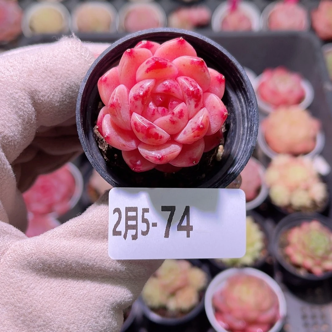 花利美5-74麦秆单头