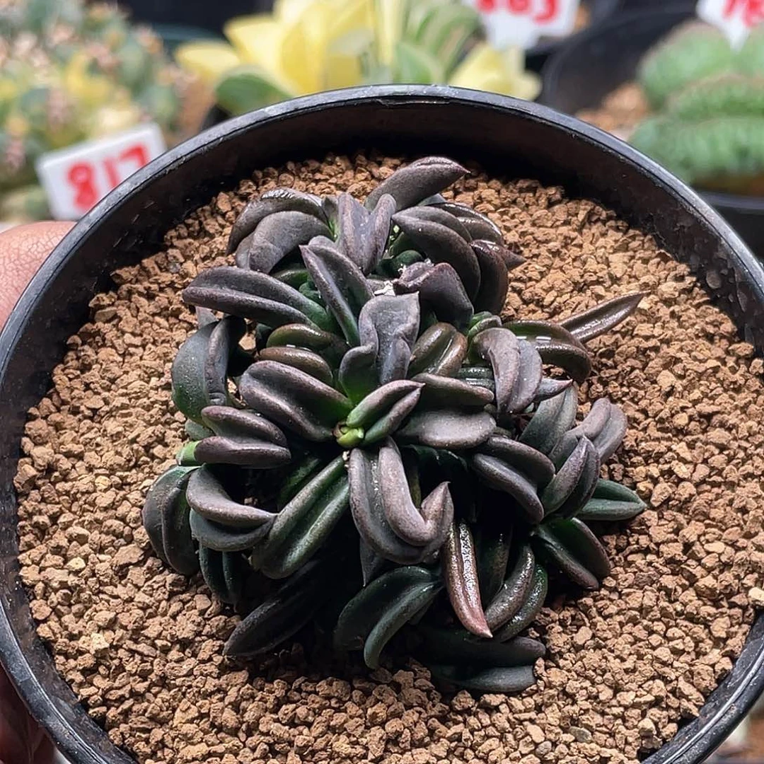 实生超丸叶雀舌麒麟大戟