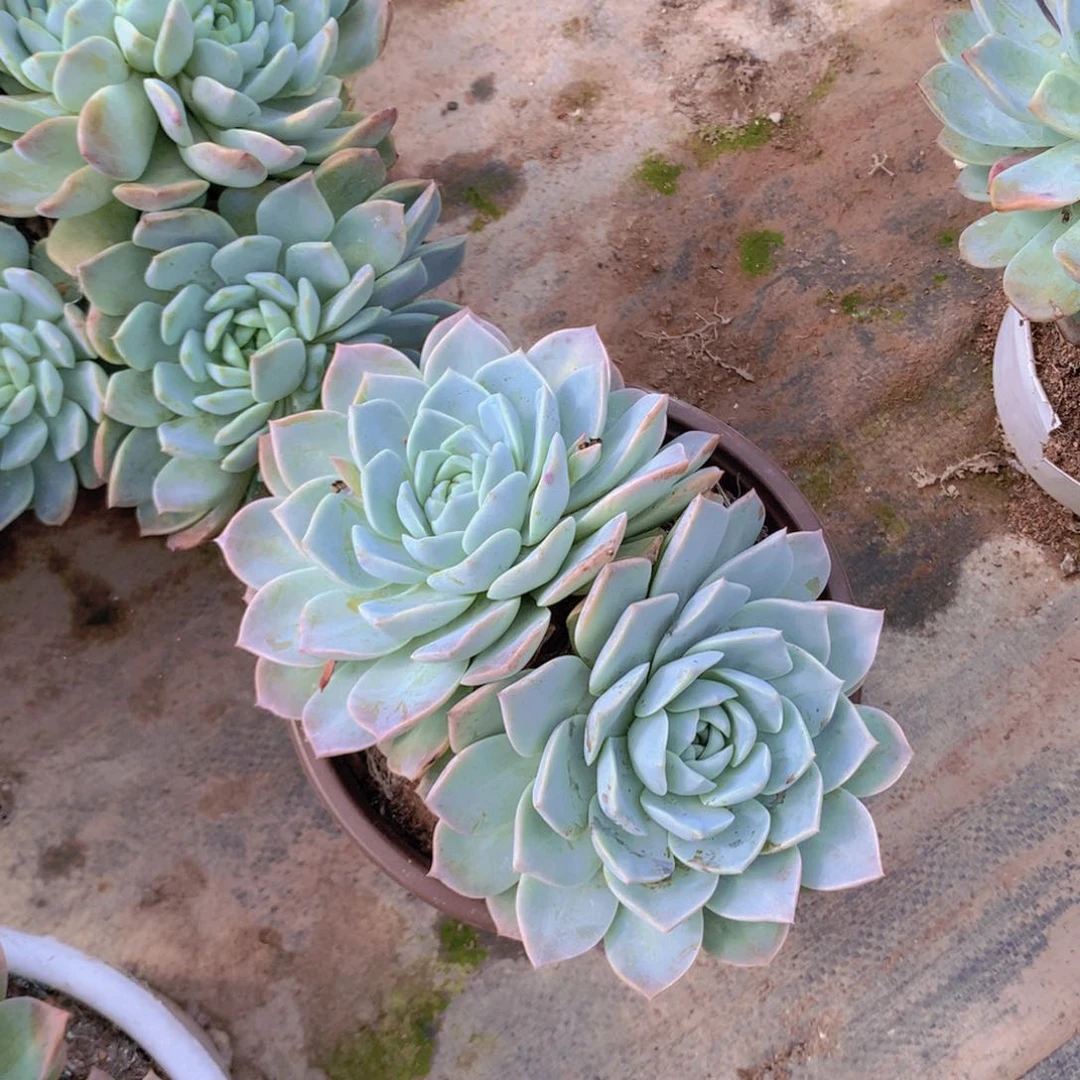 纯爱2个快递包邮