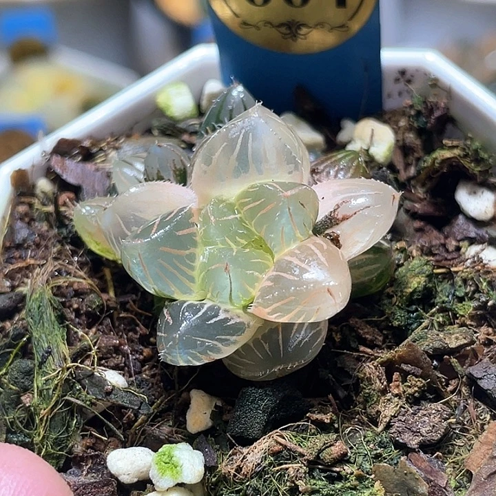 664糊斑花狐玉露锦特选福利