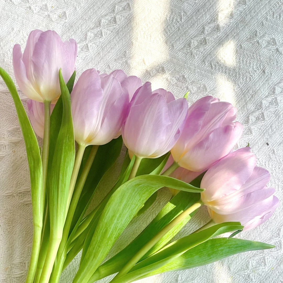 蜜糖王子(紫色郁金香)耐寒易活水培土培东北基地鲜切花现采现发10