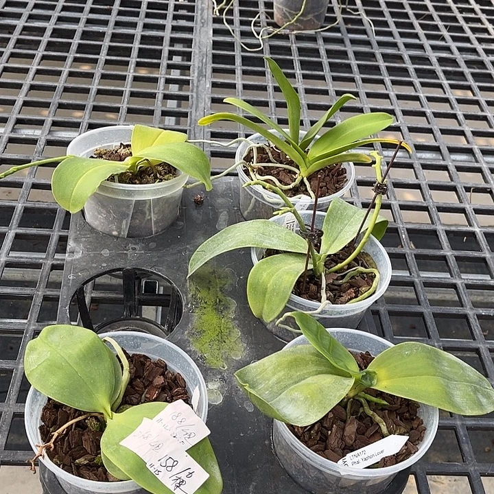 完全开放特价苗5颗祼根发货任何原因都不售后