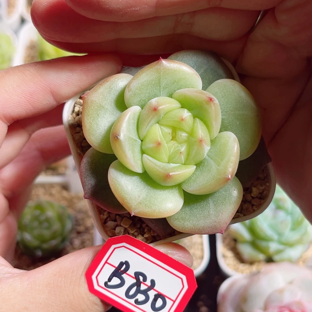 B830 一物一拍 轻寒