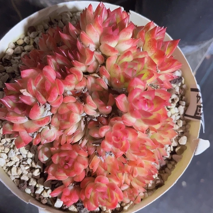 弗诺瑞安娜2474多肉