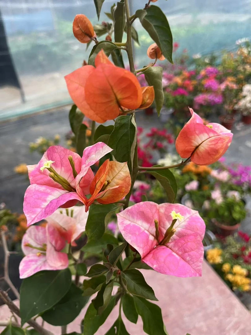 【一物一拍】三角梅涵涵花卉勤花四季开花基地直发