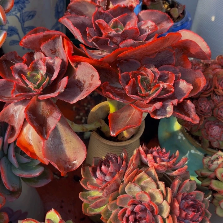 用***权老桩精品肉肉酒杯