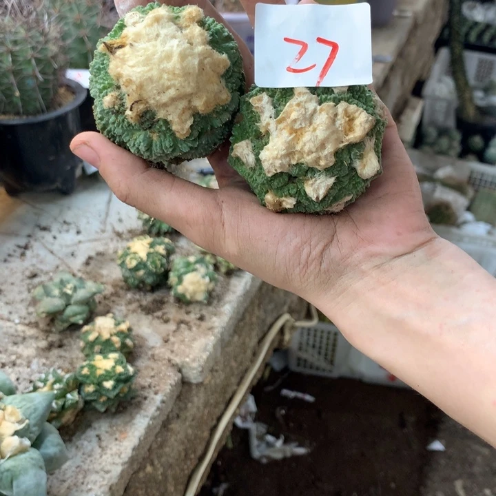 岩牡丹27号，。。。。。