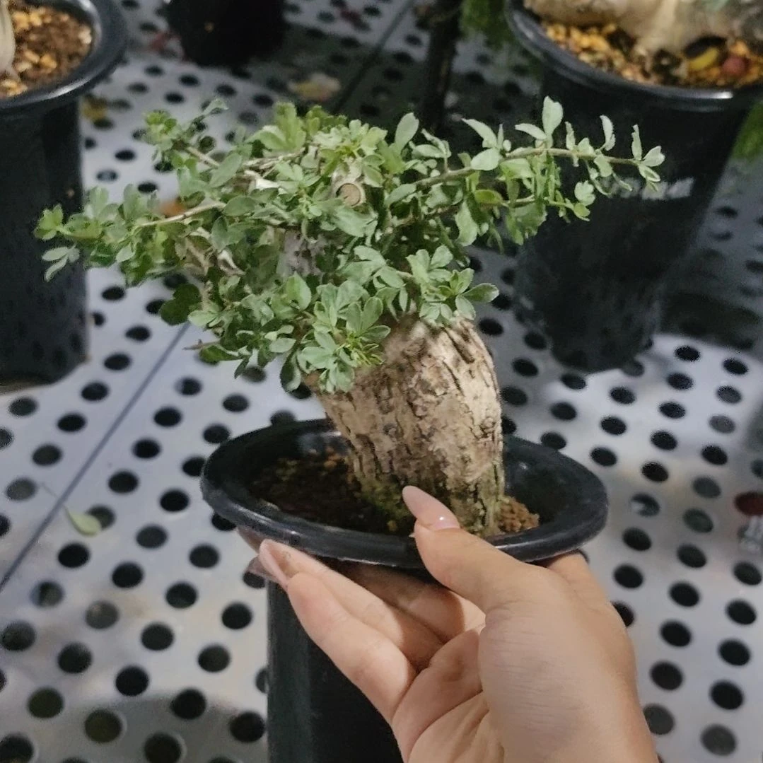 om橄榄熟桩哈哈哈哈