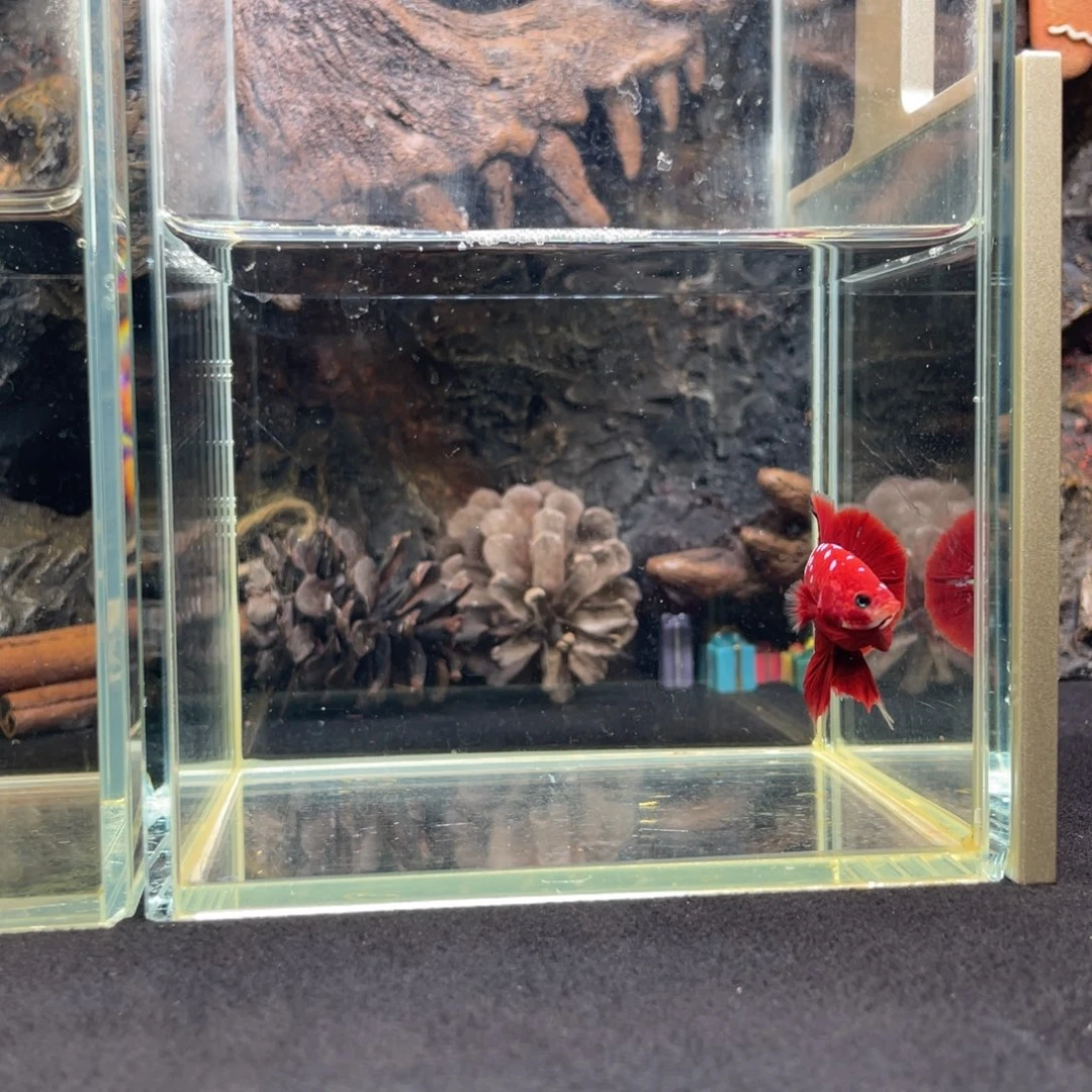 斗鱼鱼次元一月三日竞价