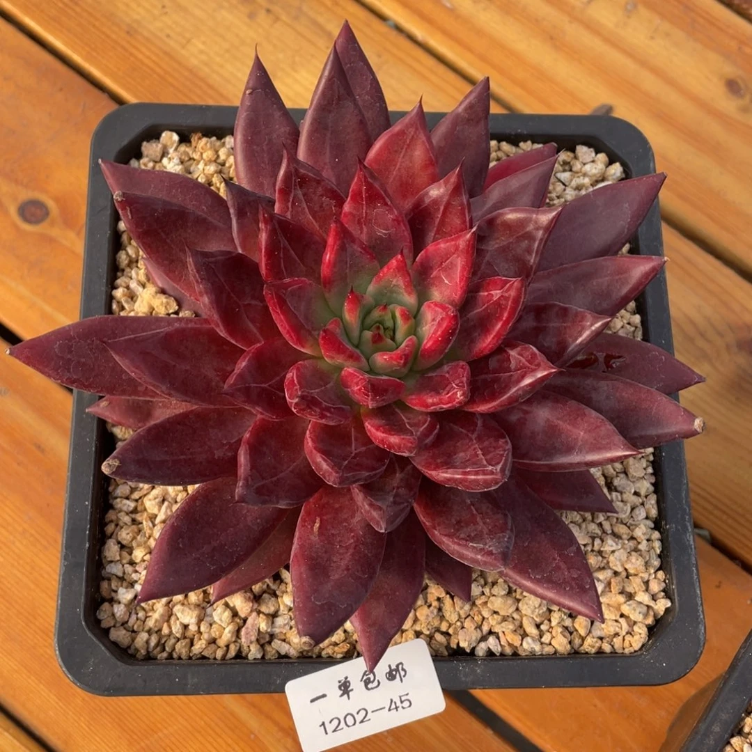 嵐***嵐 1202-45-红灵魂。。。。。。