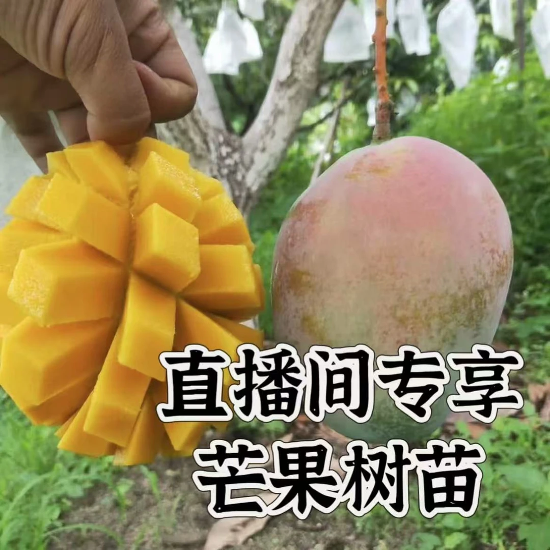 【芒果树苗】直播间专享凯特芒果大果老桩树苗优质好苗