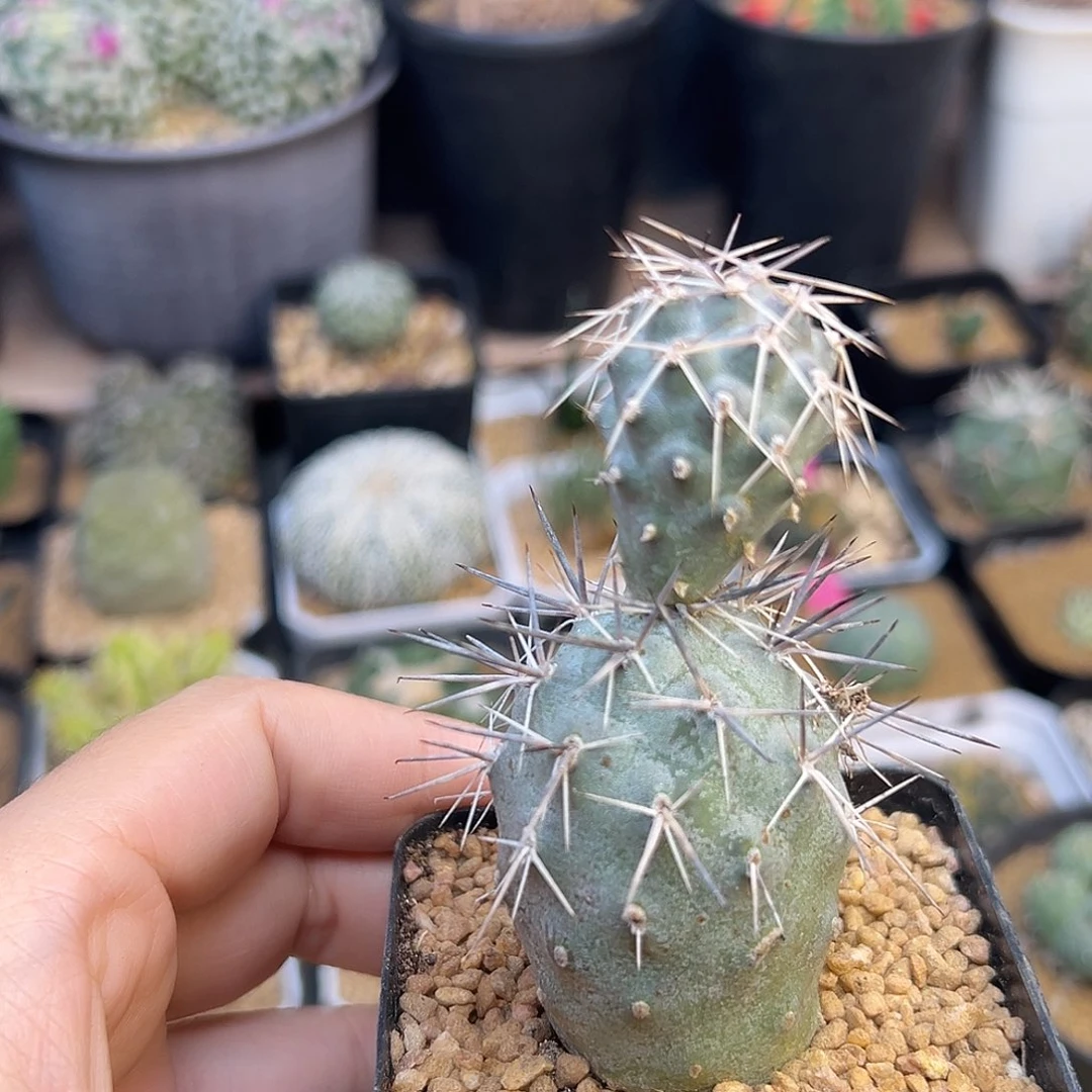 狂刺习之野一颗一颗