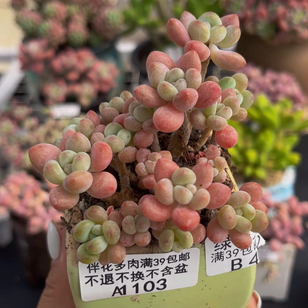 193-鱼子酱多肉5cm