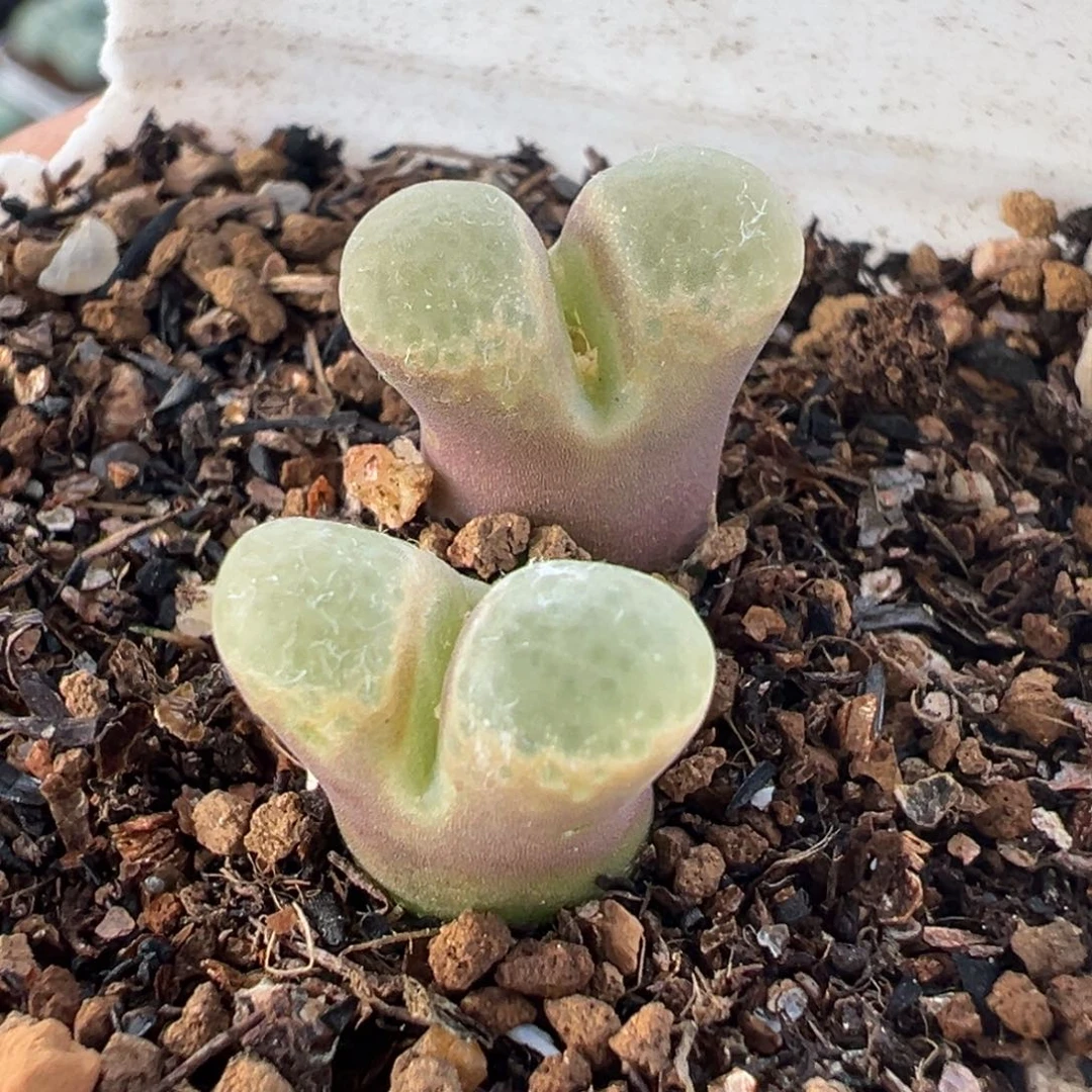 871多肉植物种类分布