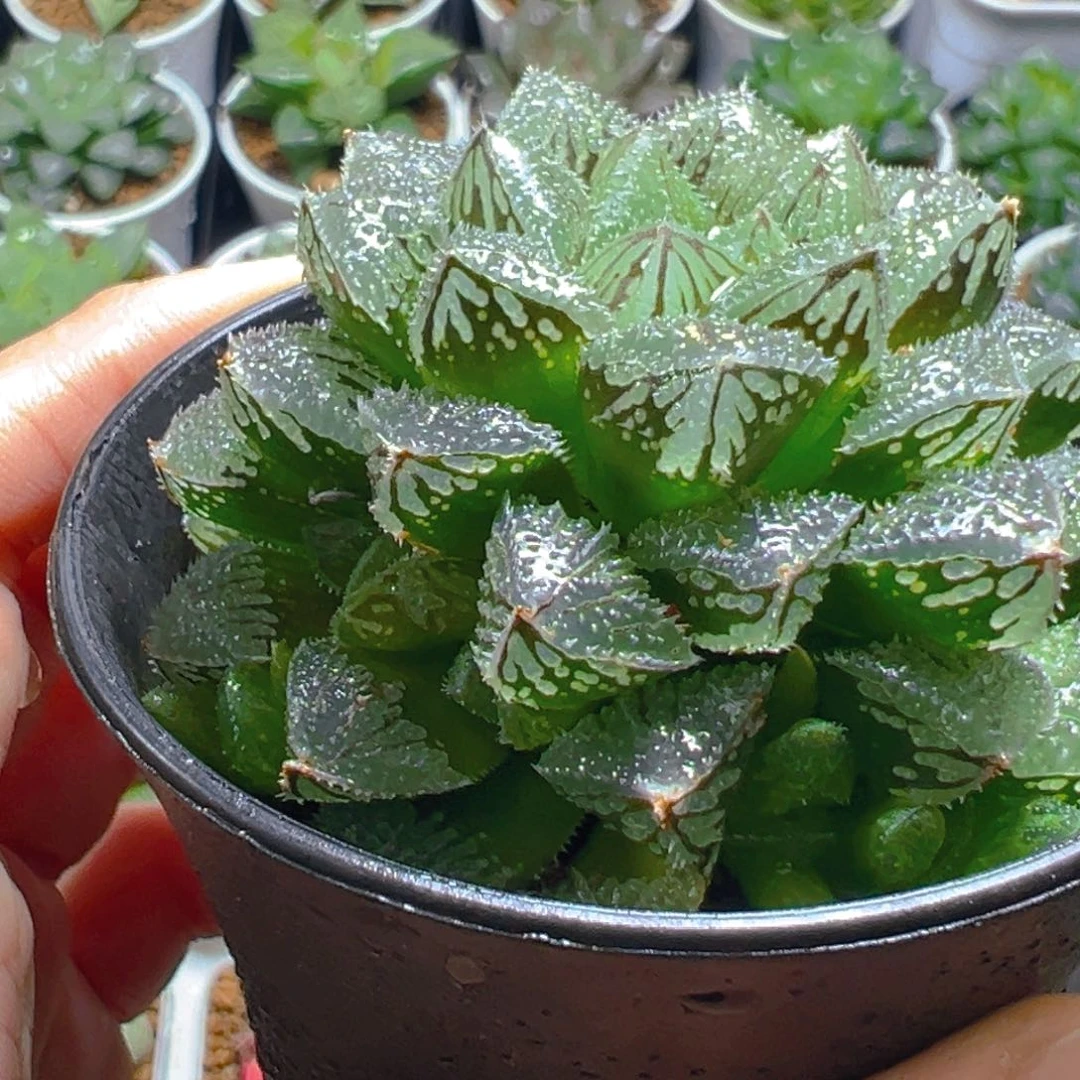 万象盆魔刺寿多肉多肉