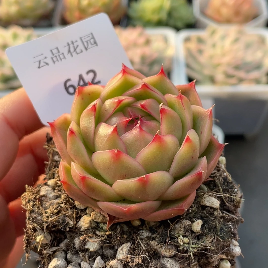 642号糖心冰心珍妮 约克夏