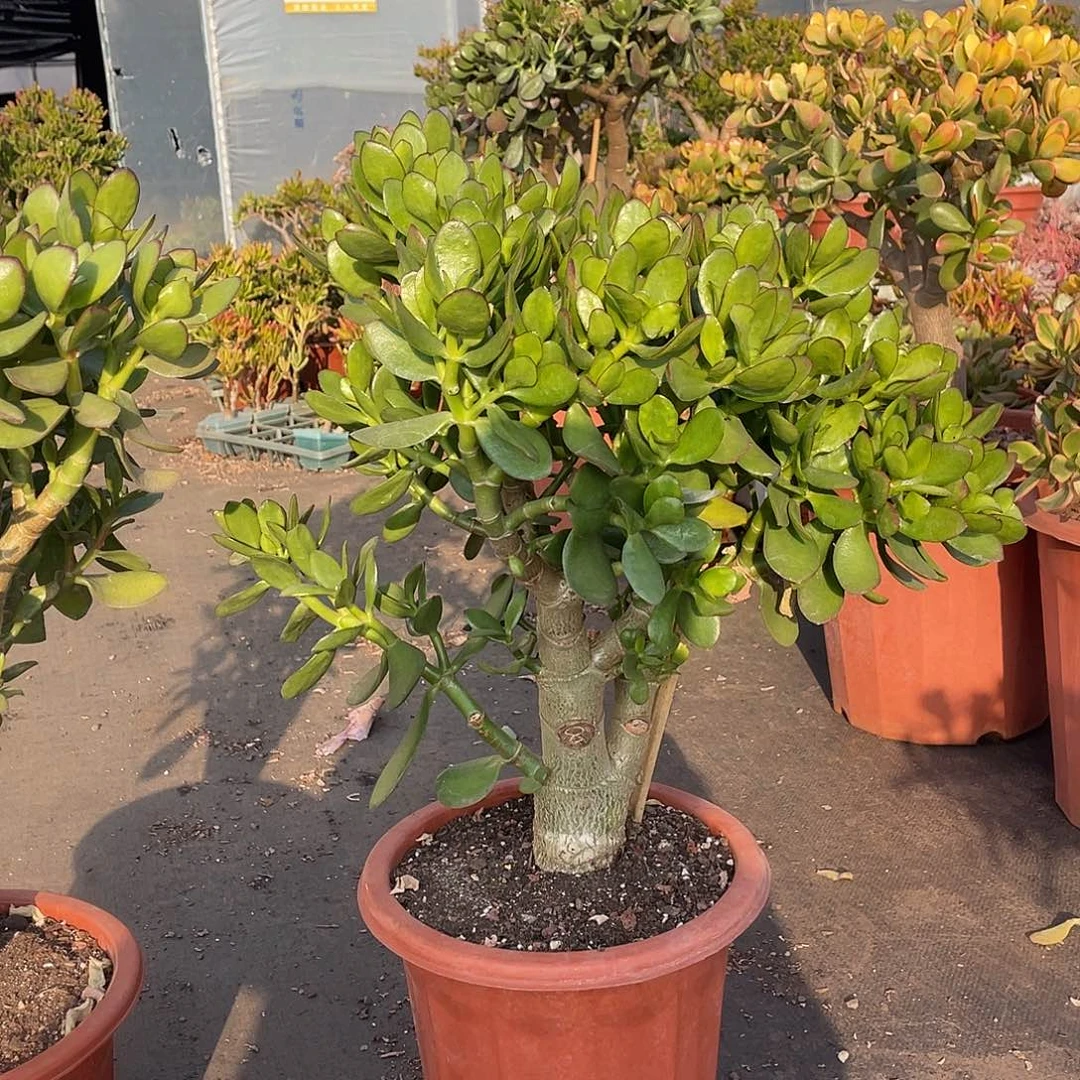 5年青叶玉树带土球发货