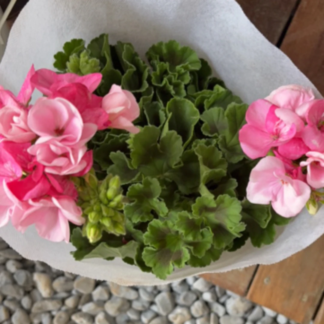 天竹葵粉色盆栽室外