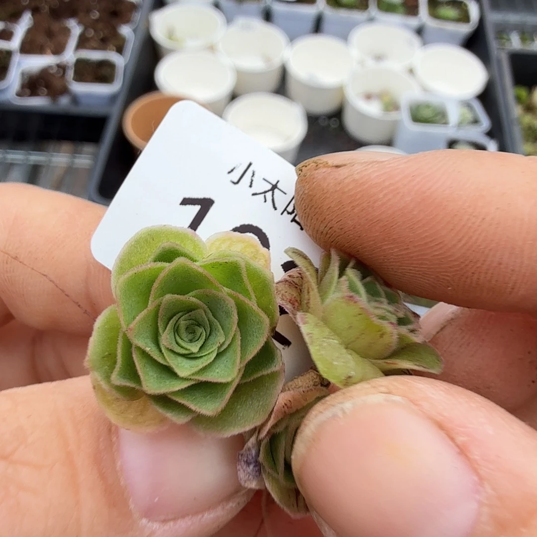 山地玫瑰。 102多肉