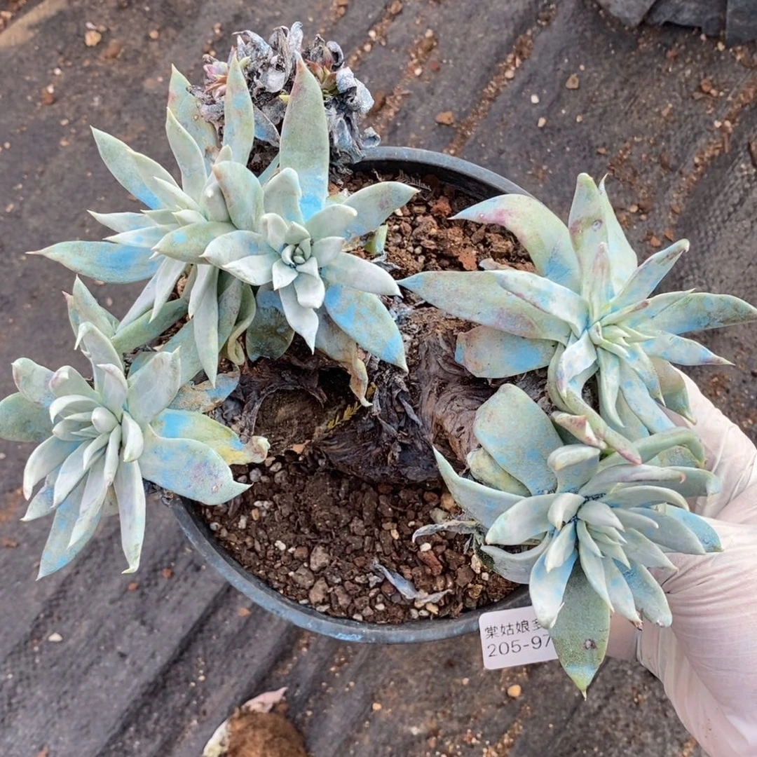 97号苹果叶瑕疵瑕疵