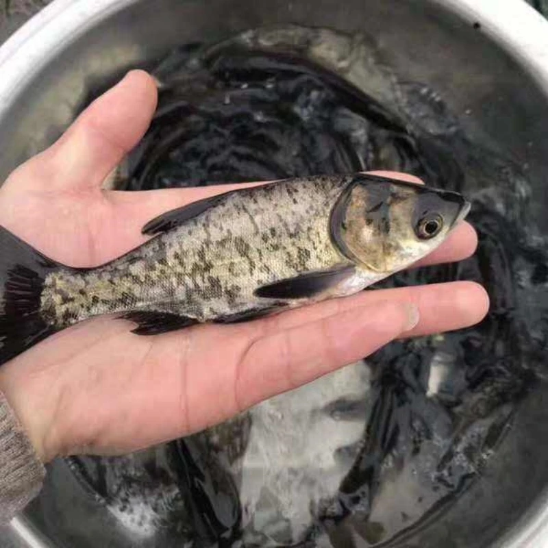 花鲢鱼 大头鱼 胖头鱼 雄鱼四大家鱼淡水活体包邮包活