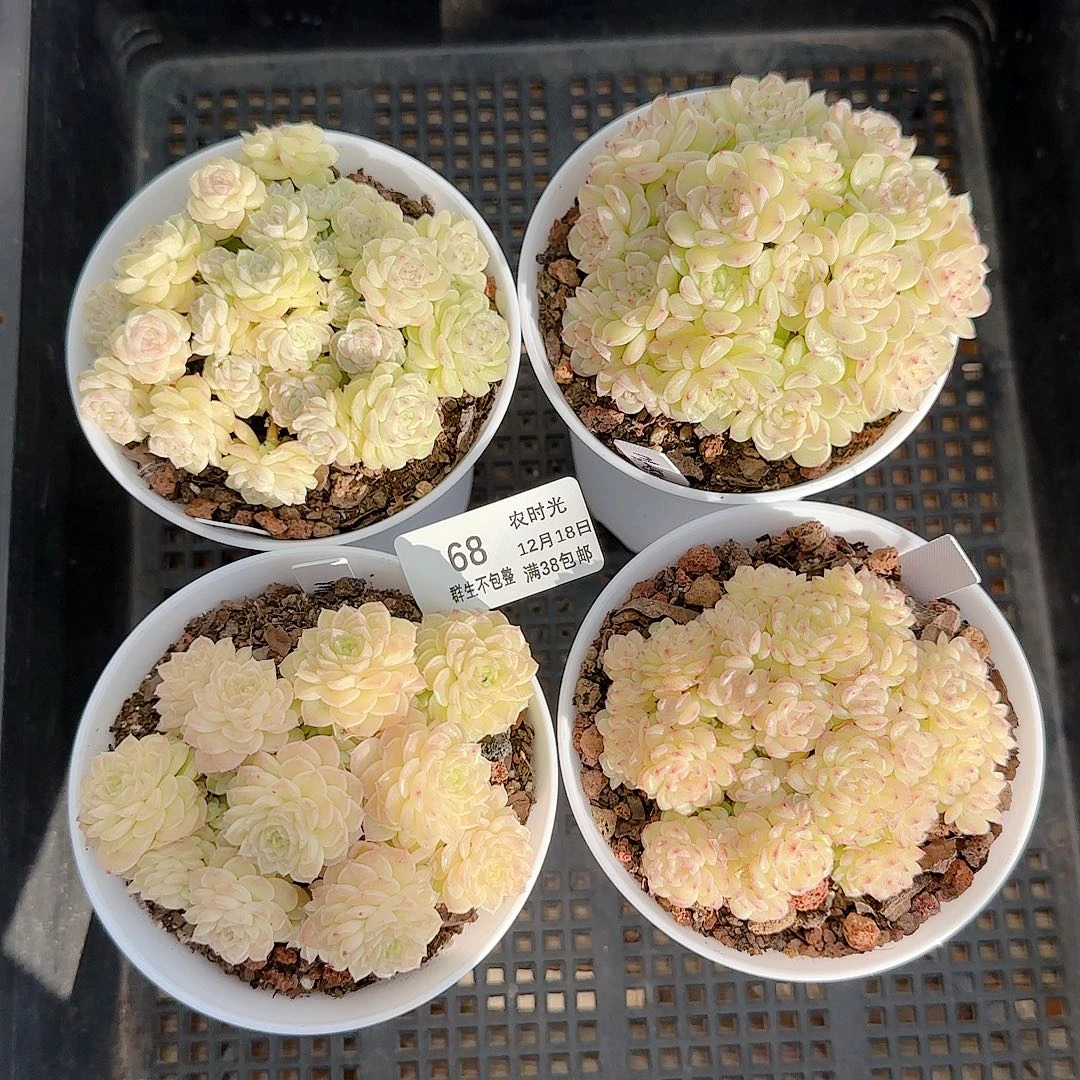 1218-68（打包4颗）小主专拍