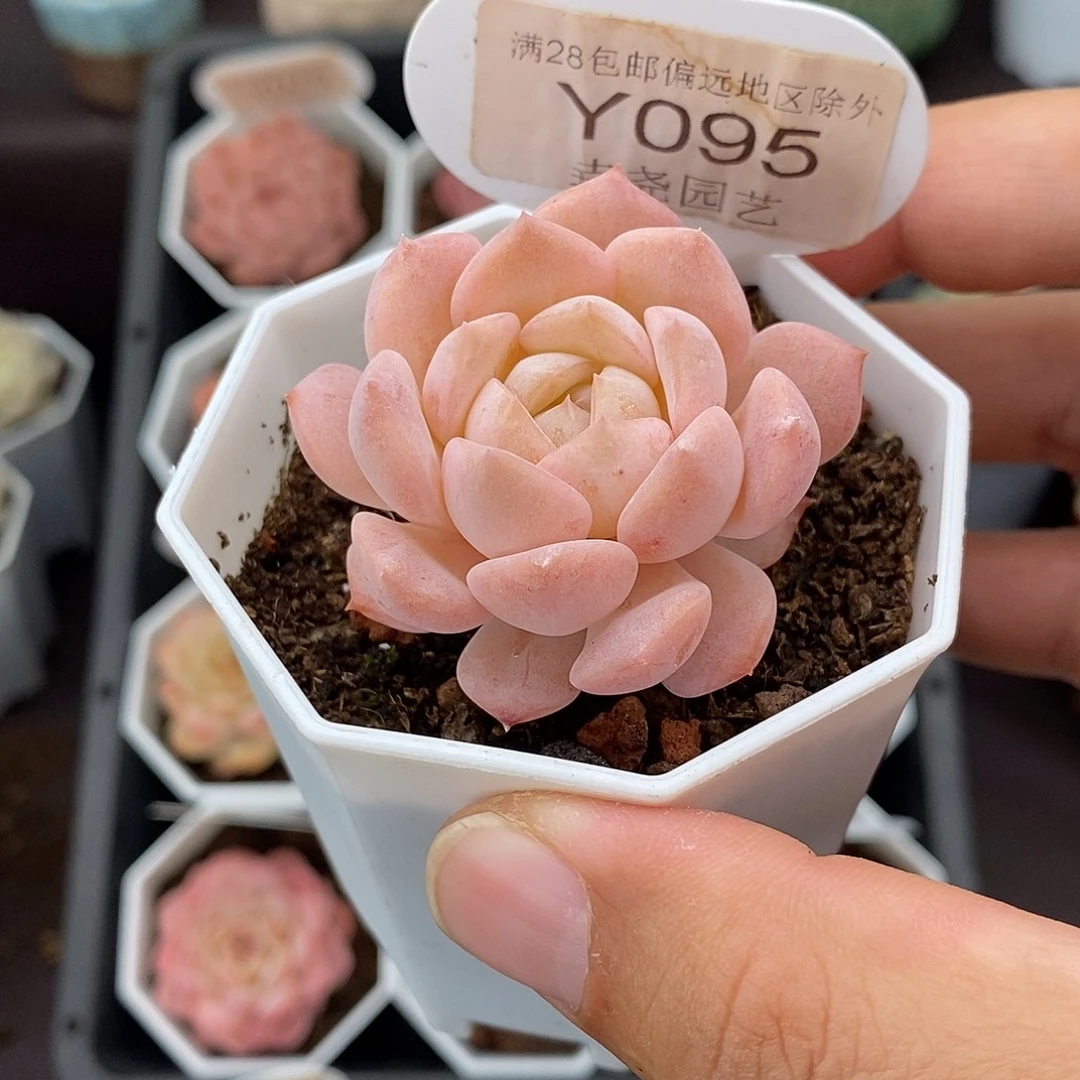 0095 粉魄单头 4.5cm