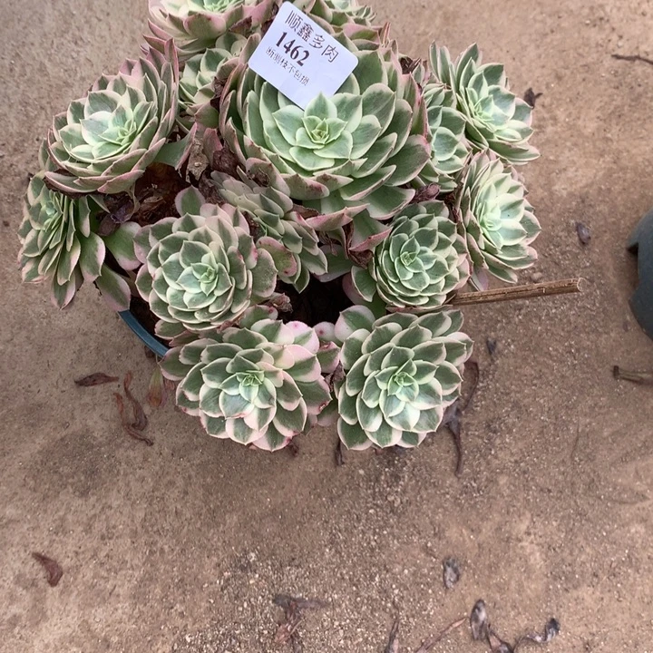 1462海仙多肉植物特价