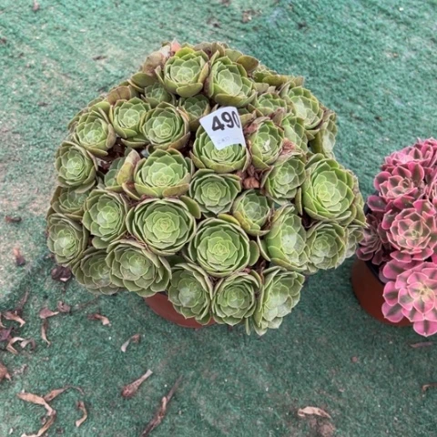 背***台490沙拉碗朵朵多肉，