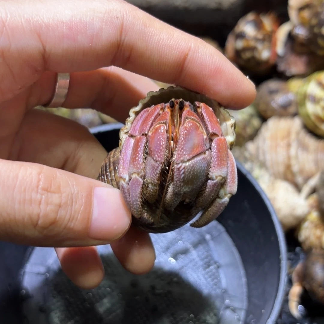 活体寄居蟹 不退不换 35