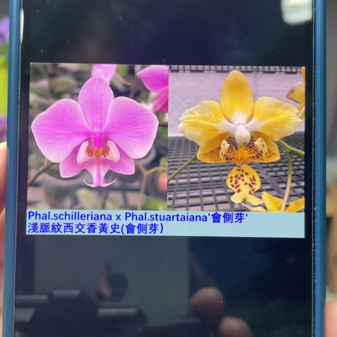 完全开放浅脉纹西交香黄史，2.5杯抽梗苗