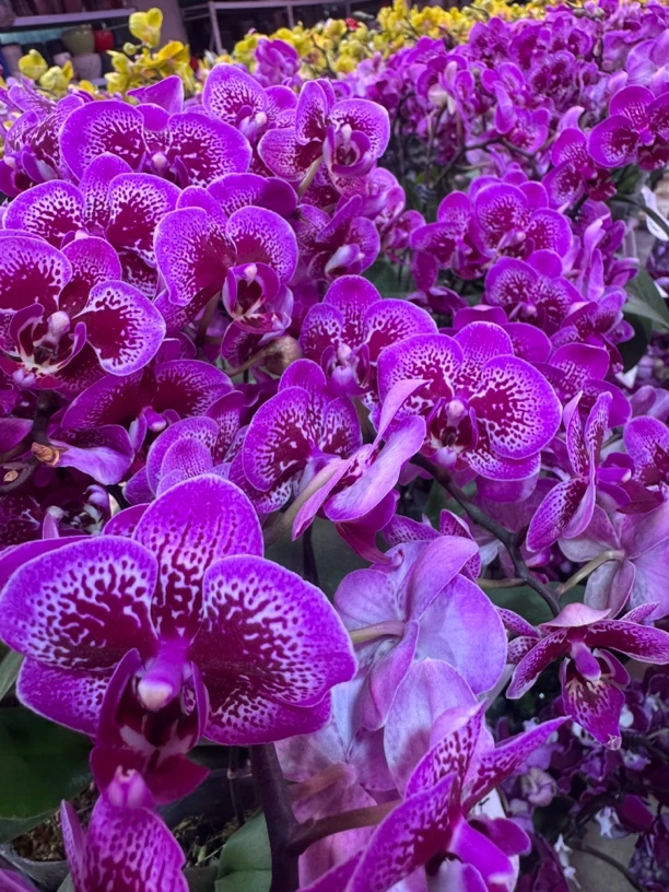 小孔雀蝴蝶兰，单颗，带瑕疵单双混出