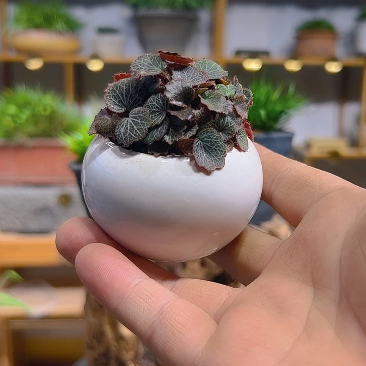 无花朵白盆姬虎耳盆景包邮