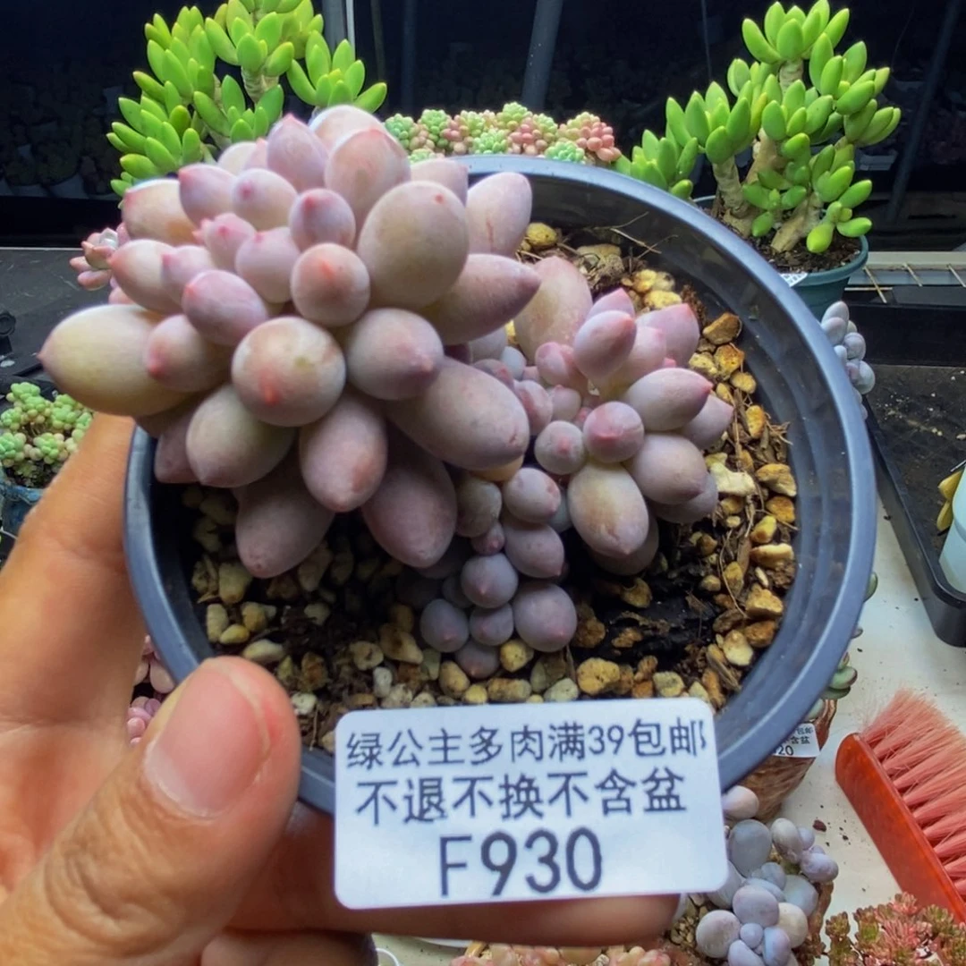 930香水手指奶多肉7c m