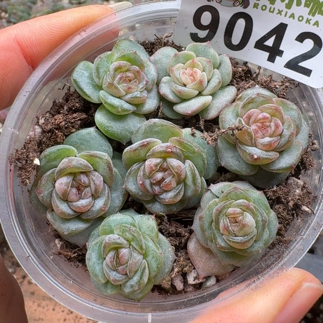 多肉植物多肉植物