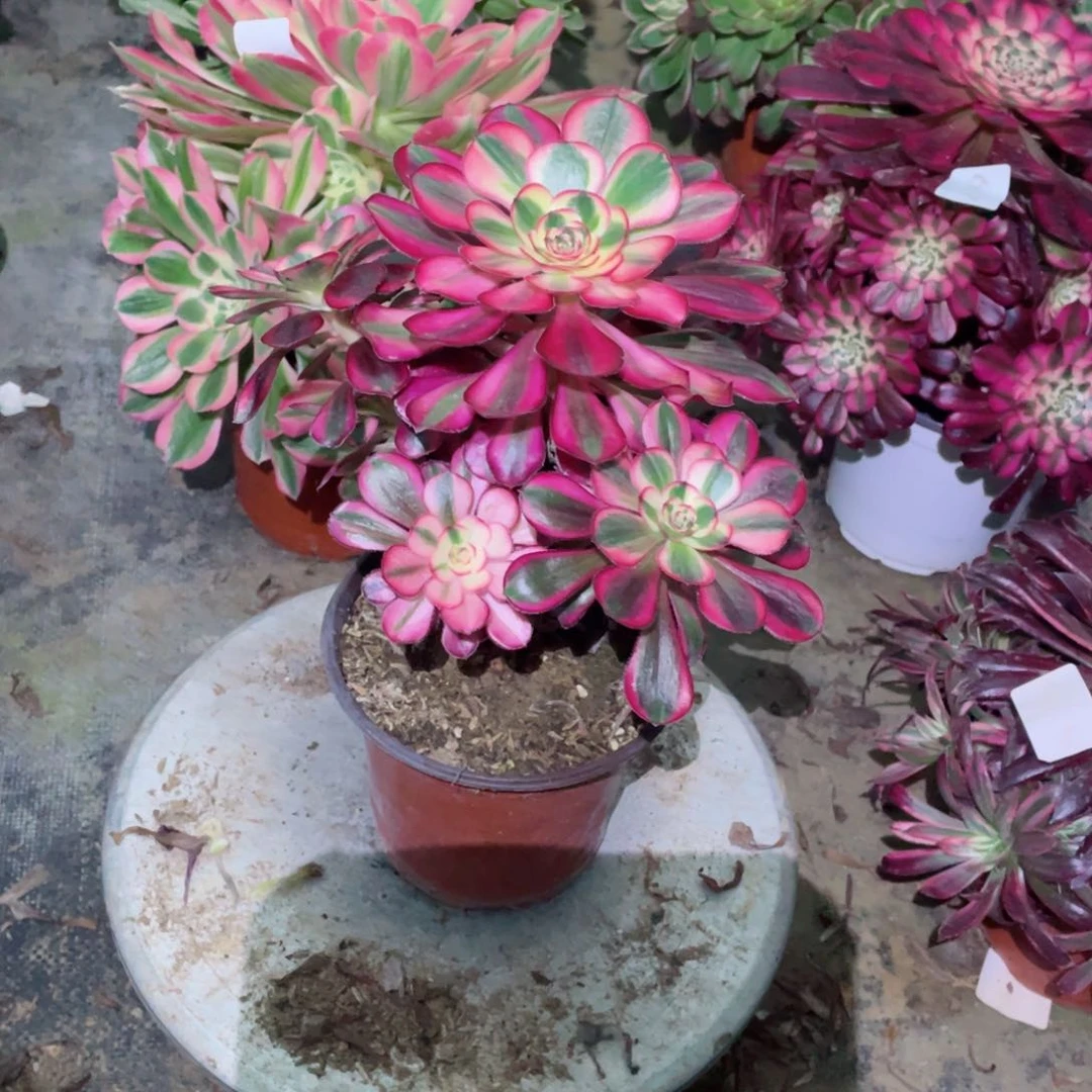 多肉植物香奈儿679