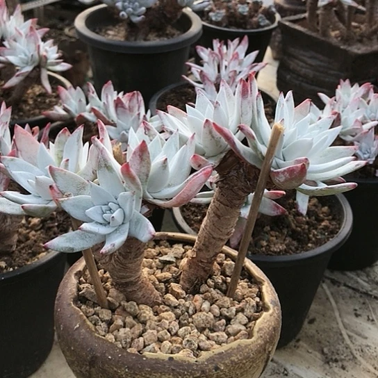 韩货刘丹仙女棒杯