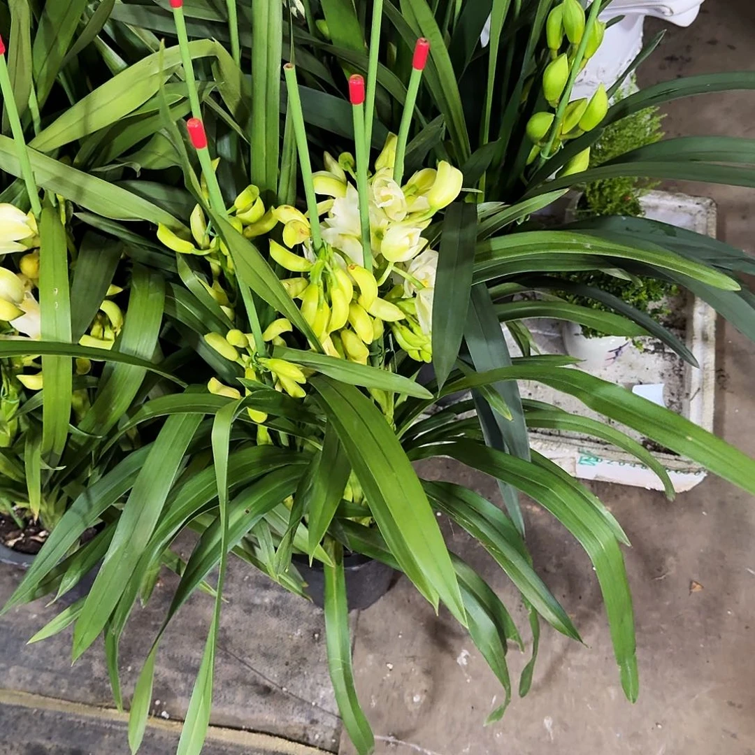 完全开放黄金岁月