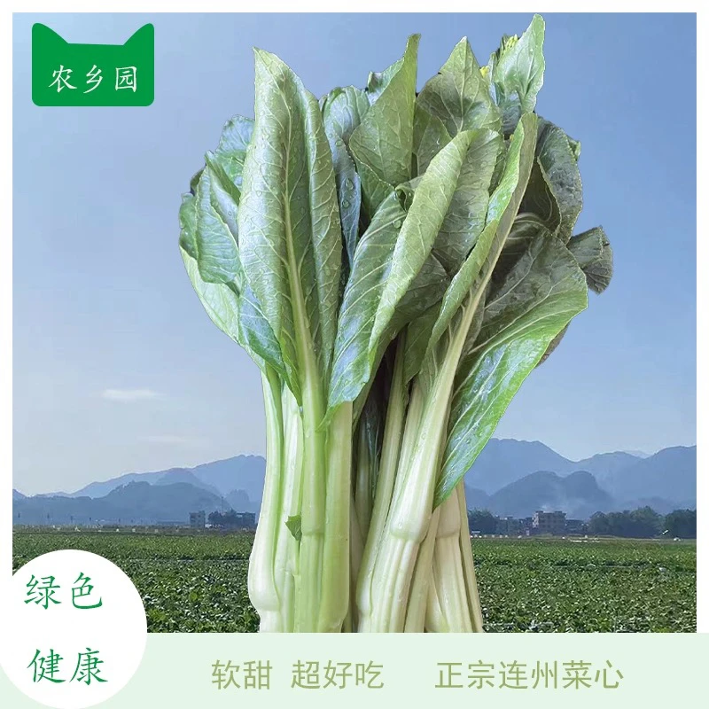 连州4号菜心新鲜现摘现发 当季时令蔬菜软甜鲜嫩多汁包邮5斤带箱