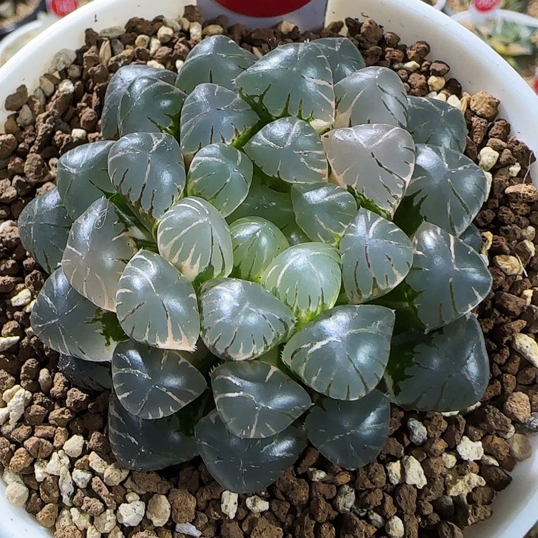 679号冰灯玉露锦一物一拍带盆土