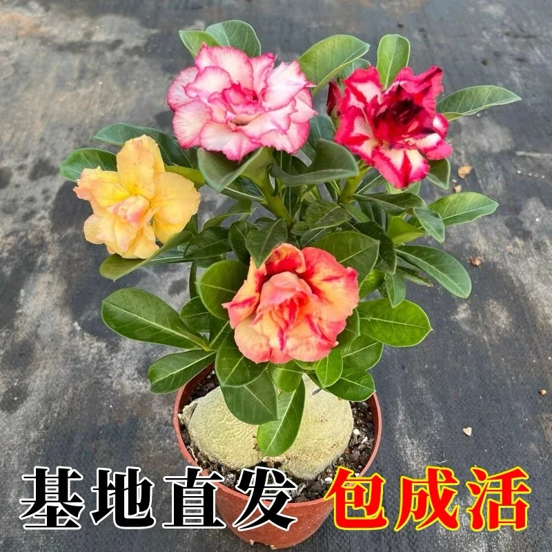 沙漠玫瑰重瓣四季开花耐旱耐热庭院阳台绿植盆栽