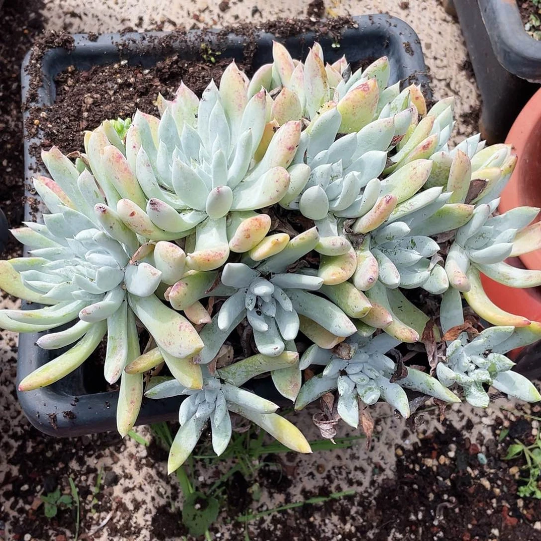 红拇指杂交老桩多头