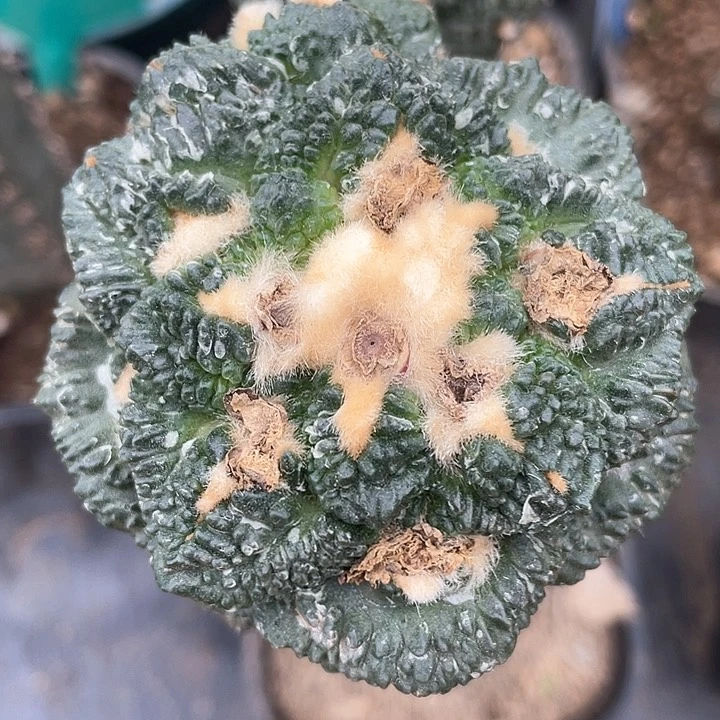 仙人球袖浦接哥斯拉6.5公分97