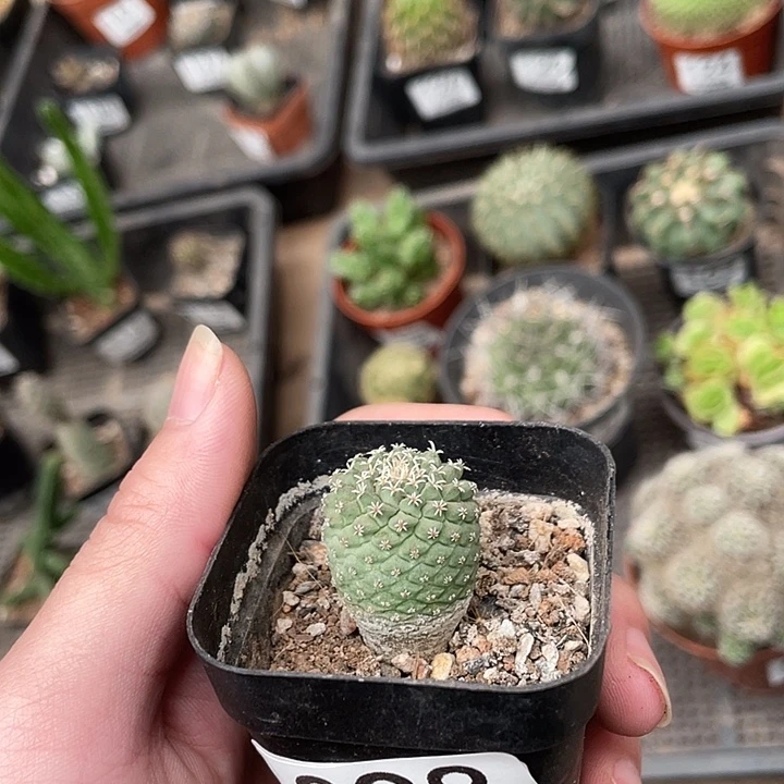 98菊水（满18包邮）